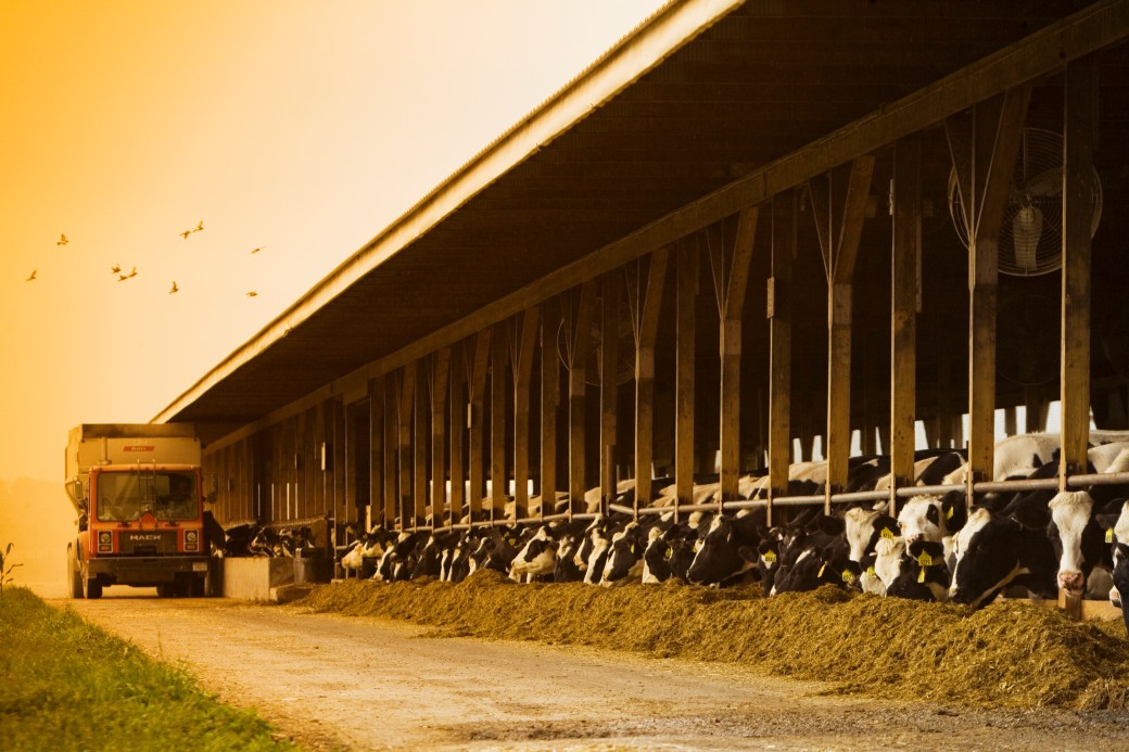 Feeding Cows Farm Scene 1